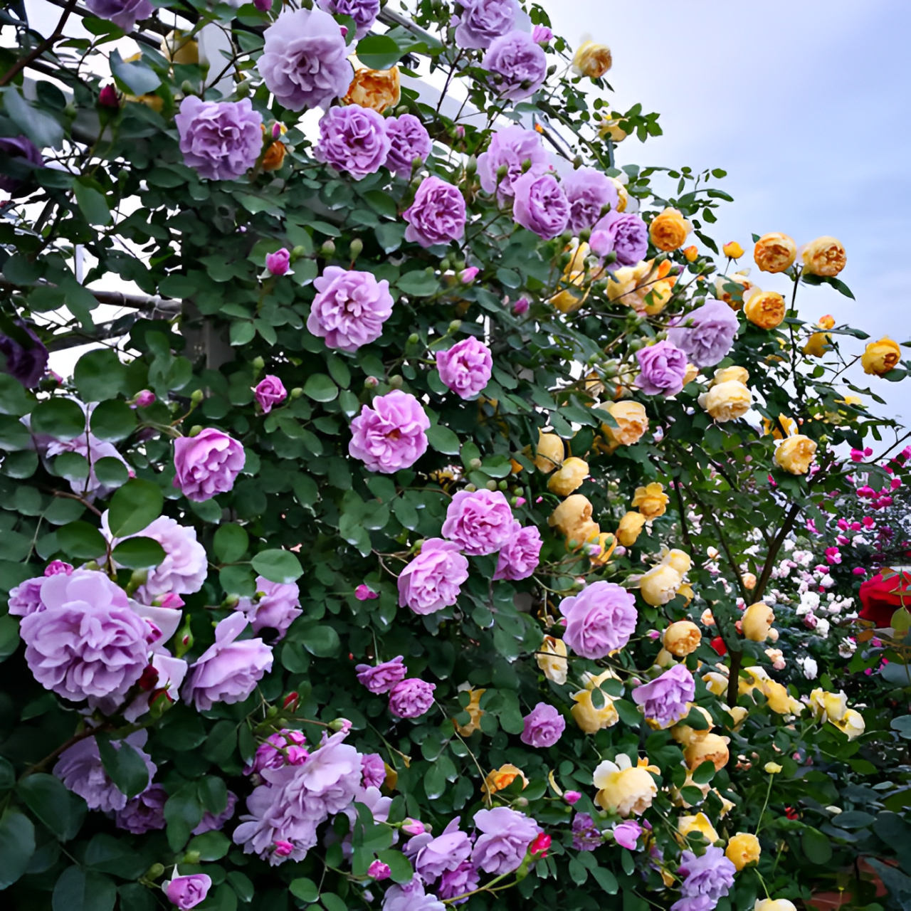 Escalando videira sementes de flores de rosa🌹